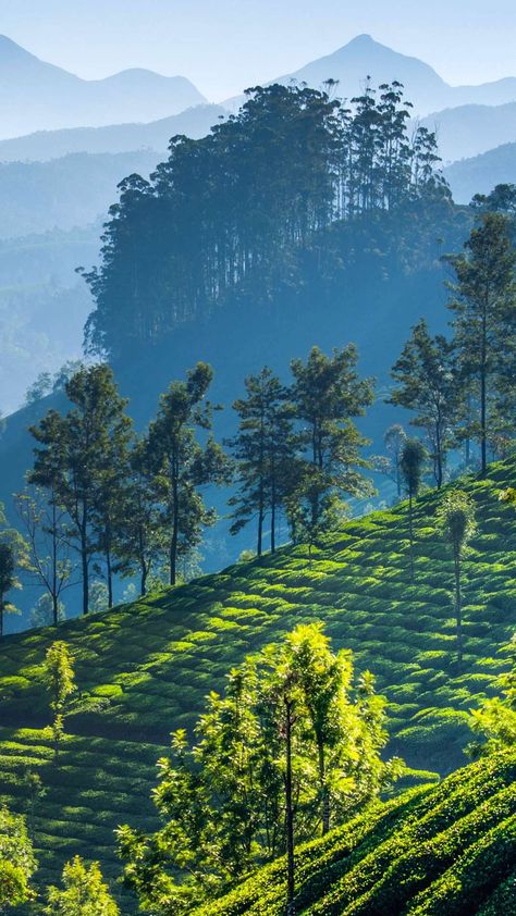 Munnar Photography, Pretty Flowers Photography, Full Leg Tattoos, Munnar, One With Nature, Beautiful Locations Nature, Aesthetic Photography Nature, Photography Wallpaper, Breath Of Fresh Air