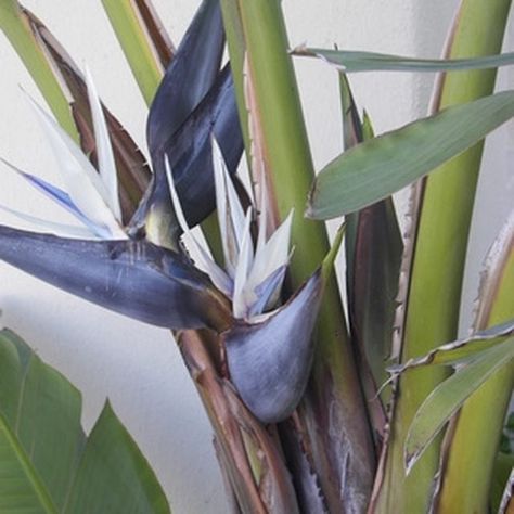 White Bird Of Paradise Plant, Giant Bird Of Paradise, White Bird Of Paradise, Birds Of Paradise Plant, Snake Plant Care, Bird Of Paradise Plant, Paradise Flowers, How To Split, Paradise Plant