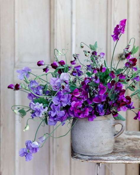 Today was the loveliest day welcoming Charlotte @frenchblueflorals to my home for a 1:1 floral photography workshop. With an abundance of sweet peas from my garden and @willowviewfarm we started off with all these delicious blues and purples 💙💜 Brand Questionnaire, Nature Valley, Photography Workshop, Sweet Peas, Floral Photography, Photography Workshops, My Garden, Sweet Pea, Cut Flowers