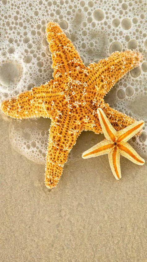 Ocean Beach Starfish iPhone Wallpaper Summer Boats, She Sells Seashells, Ocean Water, Sea Star, Foto Art, Ocean Creatures, Sealife, Mellow Yellow, Beach Scenes