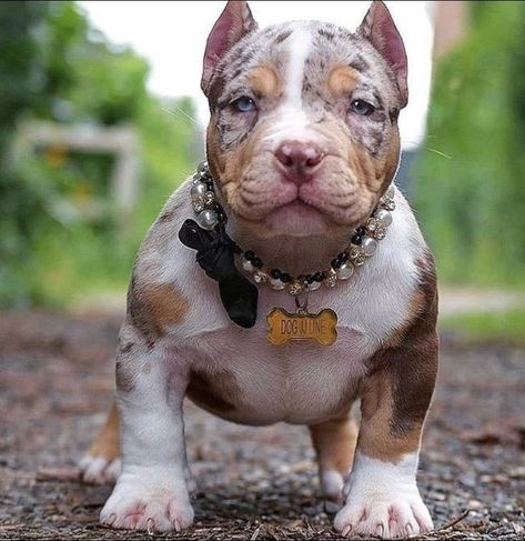 American Bully Puppy, Bully Pit, Cute Pitbull Puppies, American Bully Dog, Xl Pitbull, Bully Puppy, Pitbull Dog Puppy, Cute Husky Puppies, Black Pitbull