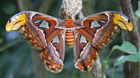 Meet the caterpillar that uses its old heads for defense - CNN Huge Moth, Giant Leopard Moth, Io Moth, Leopard Moth, Cecropia Moth, Large Moth, Emperor Moth, Rosy Maple Moth, Moth Species