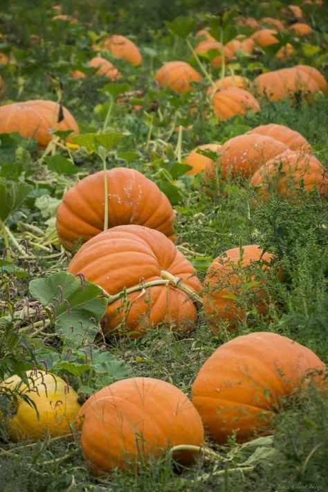 Pumpkin Patch Farm, Vegetable Pictures, Pumpkin Garden, Harvest Blessings, Pumpkin Farm, Autumn Magic, Beautiful Fruits, Autumn Scenes, 수채화 그림