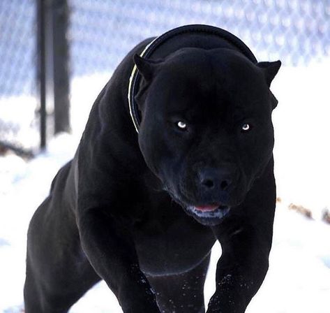 Pitbull Noir, Massive Dogs, Psychiatric Service Dog, Hypoallergenic Dog Breed, Malinois Puppies, Shepherd Dog Breeds, Most Beautiful Dogs, Popular Dog Breeds, Most Popular Dog Breeds