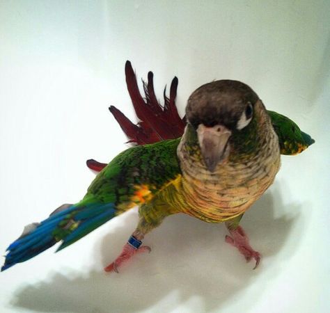 Beautiful Green Cheek Conure. Cinnamon Green Cheek Conure, Conure Bird, Green Cheek Conure, Conure Parrots, Crazy Bird, Animal Bones, Unusual Animals, Pet Bird, All Birds