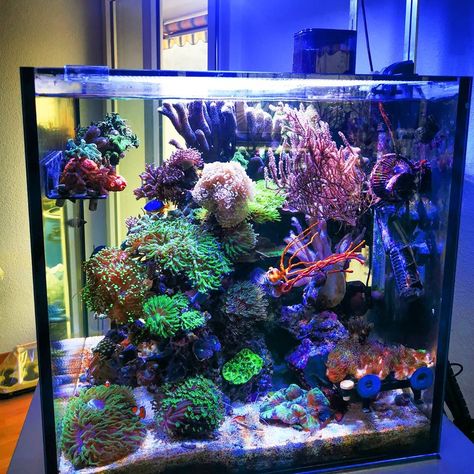 Reef Aquascaping, Reef Tank Aquascaping, Nano Reef Tank, Fish Tank Themes, Aquarium Garden, Saltwater Aquarium Fish, Coral Reef Aquarium, Saltwater Fish Tanks, Marine Tank