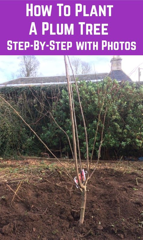 Plant a plum tree correctly and you can enjoy a glut of plums for decades. Here's how to do it. Red Plum Tree, American Plum Tree, Plum Trees Growing, Plum Tree Guild, Plum Tree Growing, Pruning Plum Trees, Plum Tree Care, Plant Cabinet, Japanese Plum Tree