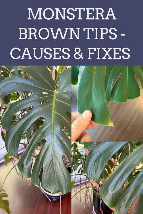 Monstera Deliciosa Indoor, Monstera Deliciosa Care, Monstera Plant Care, Plants Tips, Brown Tips, Lucky Plant, Plant Room, Household Plants, Inside Plants