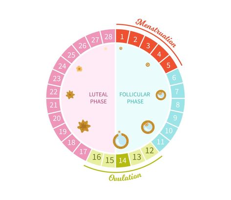 Cycling Syncing: What to Eat in Each Phase of Your Menstrual Cycle - Coconuts & Kettlebells Cycle Sinking, Menstrual Phases, Pmdd Symptoms, Hormone Nutrition, Menstrual Cycle Phases, Ovulation Cycle, Cycle Phases, Fertility Awareness Method, Period Cycle