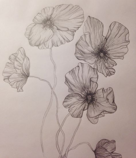 Mon Voir // Icelandic poppies in pencil Poppy Tattoo Black And Grey, Poppy Flower Tattoo Black And White, Black And Grey Poppy Flower Tattoo, Poppy Flower Drawing Black And White, Poppy Botanical Illustration, Icelandic Poppy, Poppy Flower Tattoo, Icelandic Poppies, Poppy Drawing