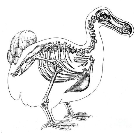 Bird Skeleton Drawing, Dodo Bird Tattoo, Dodo Skeleton, Dodo Drawing, Dodo Tattoo, Bird Skeleton, Tattoo 2022, Skeleton Drawing, Dodo Bird