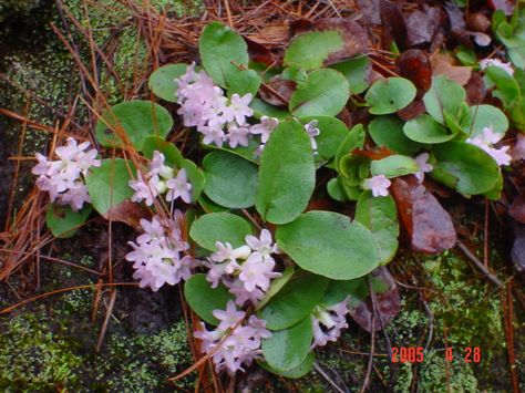 Epigaea repens — known as mayflower or trailing arbutus — is a low, spreading shrub in the Ericaceae family. It is found from Newfoundland to Florida, west to Kentucky and the Northwest Territories. Northwest Garden, Flowers Paintings, Seed Collection, Quilling Ideas, Forest Floor, Watercolor Flowers Paintings, Ornamental Plants, May Flowers, Growing Tree