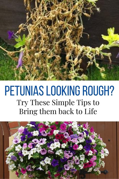 Flower Planting Ideas Outdoor, How To Take Care Of Petunias, How To Fix Leggy Petunias, Petunia Problems, Supertunia Hanging Baskets, How To Prune Petunias, Petunia Arrangements, Summer Gardens, Petunia Garden