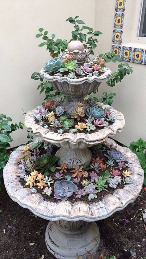 Succulent Garden Design, نباتات منزلية, Succulent Landscaping, Fairy Garden Designs, Succulent Garden Diy, Bird Baths, Succulent Gardening, Garden Fountain, Creative Gardening