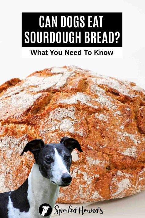 Sourdough Discard Dog Biscuits, Discard Dog Treats, Sourdough Dog Treats Homemade, Sourdough Dog Biscuits, Sourdough Dog Treats, Sourdough Discard Dog Treats, Raw Bread, Healthy Dog Biscuits, Starter Sourdough