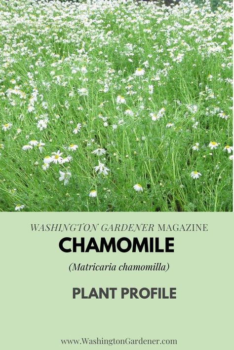 Wild Chamomile, Chamomile Plant, German Chamomile, Pollinator Plants, Moon Garden, Upset Stomach, Annual Flowers, Chamomile Flowers, White Gardens