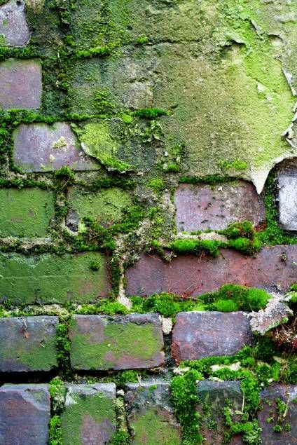 Forest Texture, Wall Gardening, Texture Nature, Emerald Colour, Old Brick Wall, Colour Texture, Texture Inspiration, Moss Wall, Peeling Paint