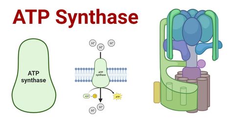 Adenosine Triphosphate, Atp Synthase, Oxidative Phosphorylation, Newspaper Design Layout, Electron Transport Chain, Chemical Energy, Nucleic Acid, Biomedical Science, Energy Transfer