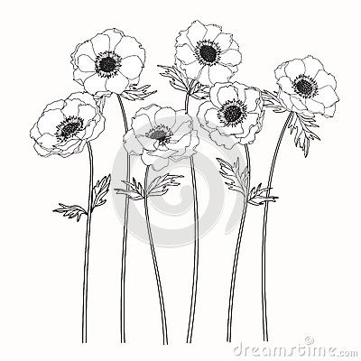 White Anemone Tattoo, Anemones Tattoo, Anemone Tattoo, Anemone Flowers, Botanical Line Drawing, Flower Line Drawings, Drawing Hands, Flowers Drawing, Flower Outline