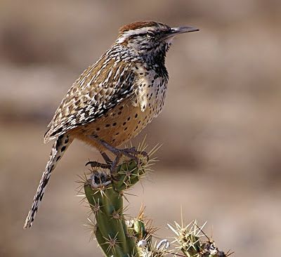 Birds of the World: Cactus wren Cactus Wren, Desert Animals, Birds In The Sky, Boreal Forest, State Birds, Glass Of Water, Southwest Desert, Sonoran Desert, Arizona Usa