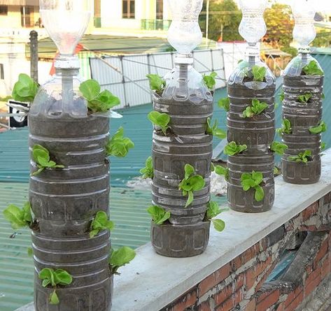 15 DIY Vertical Plant Tower Ideas for Flowers & Vegetables Growing Cabbage, Plant Tower, Potato Tower, Strawberry Tower, Ideas For Flowers, Old Bucket, Growing Lettuce, Flower Tower, Tower Garden