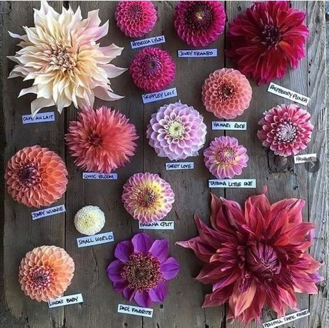 Funny Vine, Bouquet Images, Dahlia Bouquet, Dahlias Garden, Growing Dahlias, Cut Flower Garden, Garden Images, Pink Garden, Beautiful Flowers Garden