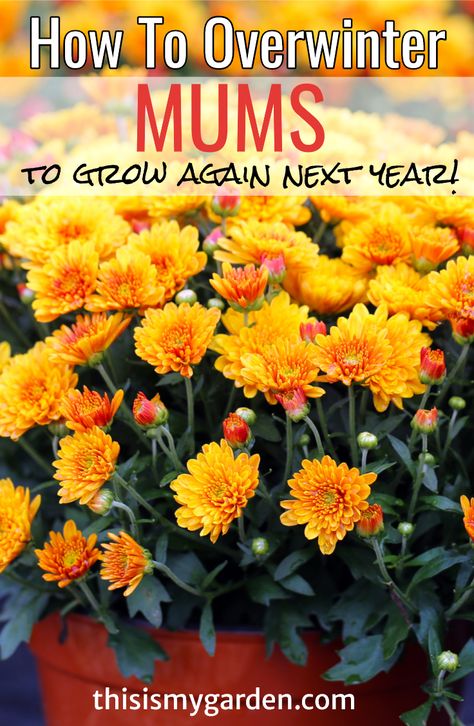 How To Take Care Of Fall Mums, How To Keep Potted Mums Over Winter, How To Keep Mums Over Winter, How To Care For Mums Fall, Growing Mums In Pots, Hardy Mums Perennials, Potted Mums Care, What To Do With Mums After Fall, Do Mums Come Back Every Year