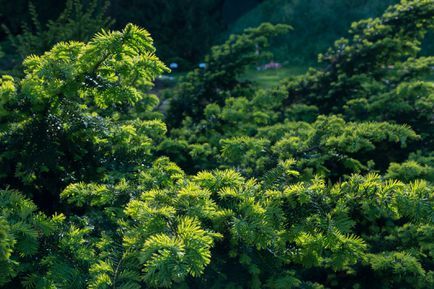 Conifers For Shade, Evergreen Gardens, Best Shrubs For Shade, Tsuga Canadensis, Eastern Hemlock, Evergreens For Shade, Shade Loving Shrubs, Thuja Green Giant, Short Trees