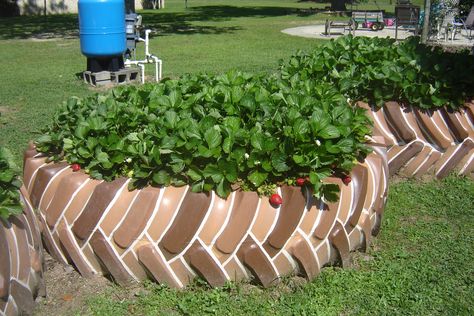 My tire planters Tire Planters Garden, Tires For Gardening, Tire Flower Planters, Tire Planters Diy, Tractor Tire Ideas, Tyre Garden Ideas, Old Tire Planters, Tyre Garden, Tire Garden