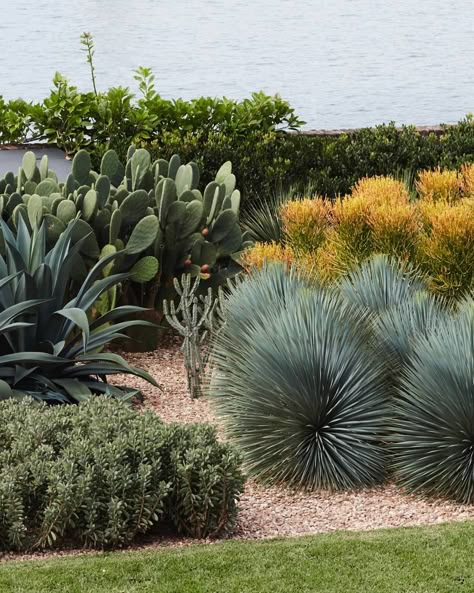 Agave Plant Landscaping Front Yards, Agave Weberi, Beaked Yucca, Succulent And Cactus Garden, Planting Palette, Tropical Planting, Dry Gardens, Yucca Rostrata, Mexican Garden