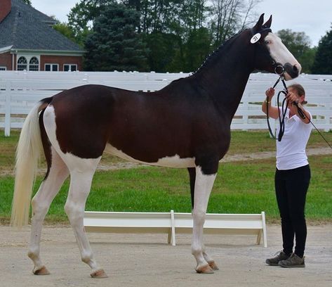 Unusual Horse, Animals Tattoos, Design Humor, Horse Markings, Pinto Horse, American Paint, Horse Aesthetic, Most Beautiful Horses, Horse Pattern