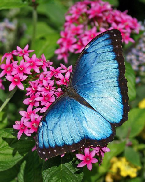 Blue Morpho Butterfly | Flickr - Photo Sharing!                                                                                                                                                                                 More Morpho Azul, Butterfly Beautiful, Butterfly On Flower, Blue Butterfly Wallpaper, Blue Morpho Butterfly, Flying Flowers, Morpho Butterfly, Blue Morpho, Butterfly Photos