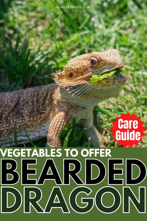 Bearded Dragon Greens List, Bearded Dragon Veggie List, Squash And Zucchini, Types Of Lettuce, Bearded Dragon Diet, Bearded Dragon Care, Small Lizards, Dragon Stuff, Droopy Eyes