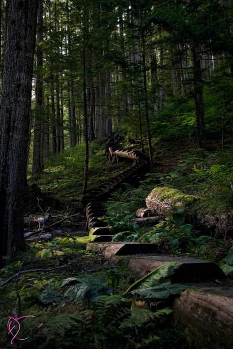 Alaska Forest Aesthetic, Alaska Forest, Petersburg Alaska, Alaska Hiking, Haunted Woods, Alaska Mountains, Nature Photography Landscape, Fern Forest, Dream Eater