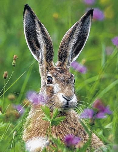 Hare Reference, Divine Codes, Hare Pictures, Easter Hare, Wild Rabbit, Rabbit Art, Beltane, Woodland Creatures, White Rabbit