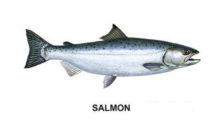 Salmón Salmon Fish Animal, Ikan Salmon, Fish Reference, African Cichlids, Cool Fish, Salmon Fish, Fish Species, Animal Study, All Fish