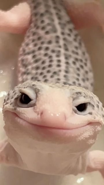 Morgan on Instagram: "@eublephoria made some mistakes sending me this sweet thing.. but it’s a-okay with me, I get to look at her smiling at me every day. 🤣🥹 • • • “Kinoko” 0.1 super snow eclipse ph tremper #leopardgecko #leopardgeckos #leopardgeckosofinstagram #gecko #geckolove #geckobreeder #leopardgeckobreeder #cutegecko #reptile #reptiles #reptilesofinstagram #pet #petsofinstagram #supersnow #eclipse #galaxy #supersnoweclipse #pied" Eclipse Leopard Gecko, Smiling Gecko, Leopard Gecko Smile, Snow Leopard Gecko, Vanessa Core, Pet Gecko, Leopard Gecko Cute, Cute Gecko, Cute Lizard