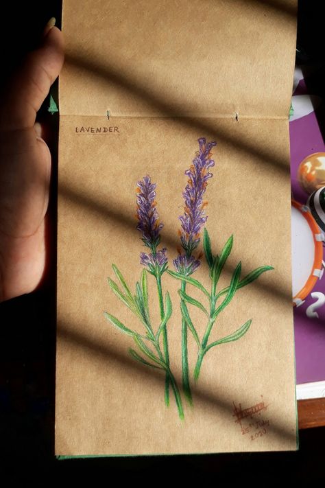 Lavender Pencil Drawing, Drawing On Brown Paper Simple, Aesthetic Colour Pencil Art, Brown Paper Drawing Ideas, Crossroads Aesthetic, Lavender Flower Drawing, Kraft Paper Drawing, Pencil Colour Drawing Flower, Lavender Drawing