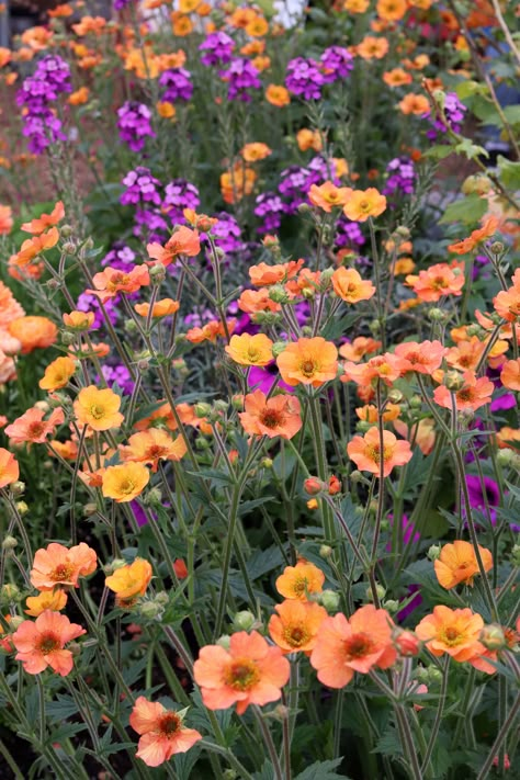 Erysimum Bowles Mauve, Bowles Mauve, Flowers Combination, Prairie Garden, Instagram Flowers, Plant Combinations, Garden Borders, Plants Flowers, Colorful Garden