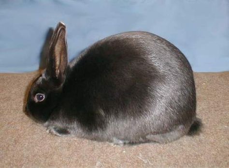 Lionhead Rabbit – Everything You Need to Know Satin Rabbit, Havana Rabbit, Rabbit Information, Lionhead Rabbit, Female Rabbit, Raising Rabbits, Rabbit Breeds, Rabbit Colors, Beautiful Rabbit