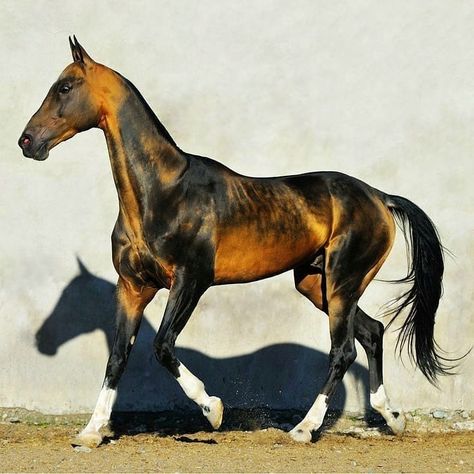 Akhal-teke, Ahal Teke, Horse Coat Colors, Akhal Teke Horses, Rare Horses, Pony Breeds, Nagisa Shiota, Horse Anatomy, Horse Inspiration