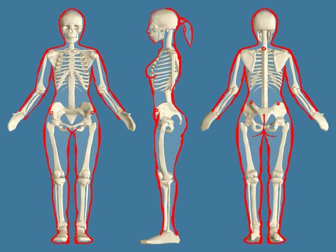 Female Skeleton Drawing, Female Skeleton Anatomy, Skeleton Drawing Reference, Anatomy For Drawing, Skeleton Template, Female Skeleton, Human Body Structure, Human Skeleton Anatomy, Skeleton Drawing