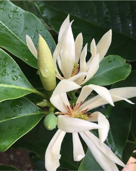 Tanaman Air, Smelling Flowers, Herbal Plants, Skin Colour, Fruit Flowers, Beautiful Flowers Garden, Magnolia Flower, Beautiful Picture, Unique Flowers