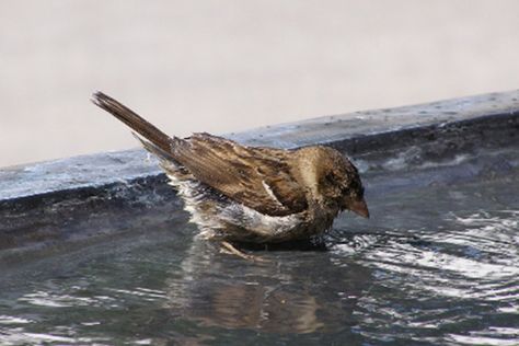 Bird Bathing Guide: How to Provide Water for Birds Bird Water, Bird In Water, Bird In Water Painting, Birds Drinking Water, Feeding Birds In Winter, Birds Bathing In Water, Bird Reflection In Water, Water Sources, Grain Of Sand