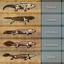 Great Transitions Interactive: The fossils of transitional creatures were key evidence for Darwin’s evolutionary theory, but none had been found when he published On the Origin of Species. Now, there are many examples of such fossils, which clearly show that big evolutionary leaps consist of many smaller steps. Fossil Layers, Fossils Lesson, Evolution Activities, Biology Evolution, Bio Project, Biology Ideas, Biology Activity, Selection Project, Life Science Activities