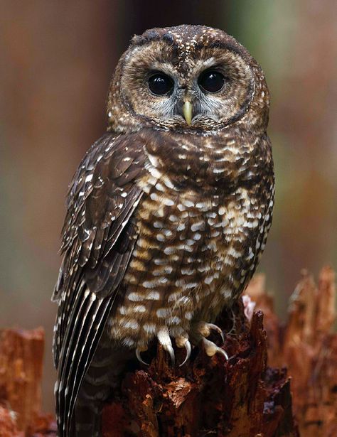 EVIDENCE OF ABSENCE : Northern Spotted Owls are still vanishing from the Northwest. The Northern Spotted Owl came to epitomize the struggle between logging and conservation in the Pacific Northwest during the 1990s. Despite attempts to help the species bounce back, it is just as imperiled today. Habitat loss remains an issue, but the newest challenge comes from a close cousin, calling for some agonizing decisions. Read more in The Cornell Lab's Living Bird online magazine. Northern Spotted Owl, Endangered Species Art, Spotted Owl, Owl Images, Barred Owl, Owl Photos, Bird Of Prey, Owls Drawing, I Drive