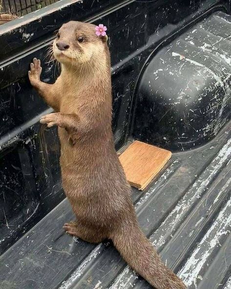 Cute Animals Otter, Otter With Flower, Rare Wild Animals, Cute Otter Aesthetic, Sea Otter Aesthetic, Aesthetic Otter, Otters Aesthetic, Otter Aesthetics, Otter Cute