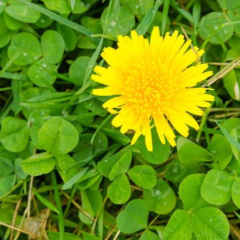 Get Rid of Dandelions - 5 Ways to Kill This Invasive Backyard Weed Mole Tunnels, Get Rid Of Dandelions, Kill Grass, Dandelion Plant, Dandelion Leaves, Yellow Blossom, Lawn And Landscape, Garden Store, Invasive Species