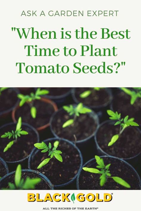 How To Plant Tomatoes From Seeds, Tomato Seeds Starting, Seed Starters, Grow Tomatoes, Best Starters, Starting Seeds Indoors, Green Stuff, Seed Saving, Tomato Seeds