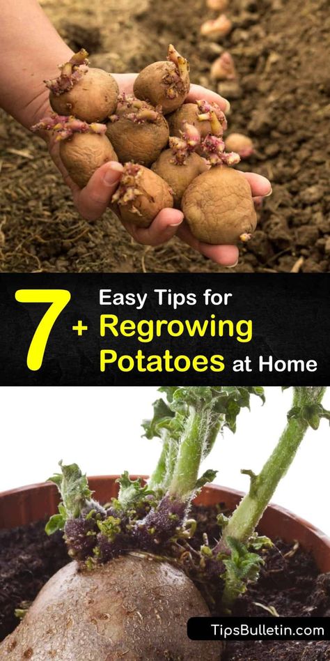 Growing A Potato From A Potato, Regrowing Potatoes Scrap, How To Regrow Potatoes, Diy Potatoes Planter, Potato Growing Ideas, How To Sprout Potatoes For Planting, Planting Potatoes From Old Potatoes, How To Grow Potatoes From Potatoes, Regrow Potatoes